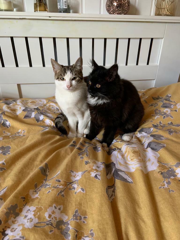 moggy kittens for sale